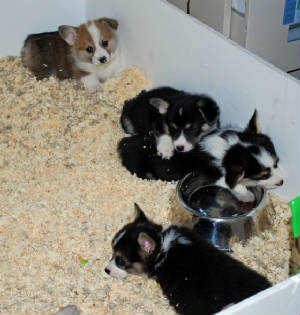 FionaandCorgis6wks0690sm.jpg