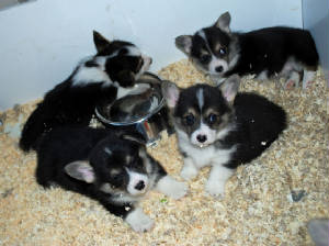 FionaandCorgis6wks0690sm.jpg