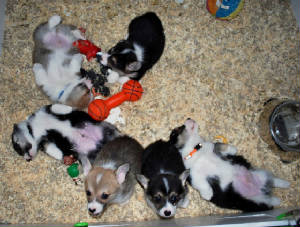 FionaandCorgis6wks0690sm.jpg