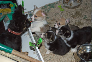 FionaandCorgis6wks0690sm.jpg