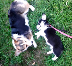 Gracie20140722152025sm.jpg