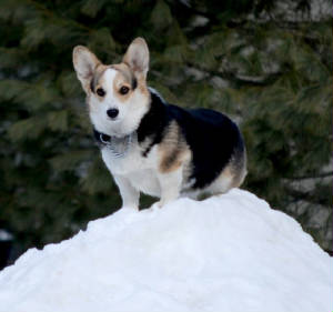 corgi breeders midwest