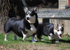 MCorgis2010013xsm.jpg