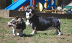 MyCorgis2010011xsm.jpg